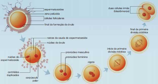 Na fecundação humana o espermatozoide não contribui apenas com o material genético