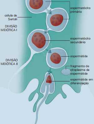 formação de espermatozoides